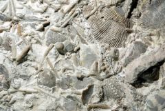 
form from a sediment created by biological processes, includes fossiliferous limestone