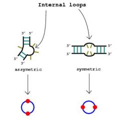 Internal Loop