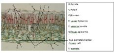 A)
B) Cuticle 
C) Xylem
D) Phloem
E) upper Epidermis
F) vascular bundle
G) lower epidermis

J) guard cell
k) stomata