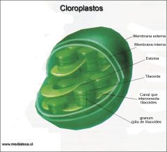 Cloroplastos.