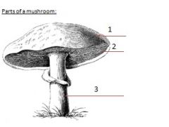 Label the Parts of a Mushroom
1-3