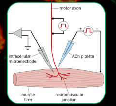 Can use a pipette to squirt chemicals onto muscle to see reaction.

Can use recording electrodes or stimulating electrodes to record or depolarize the cell respectively (intracellular micro-electrode).