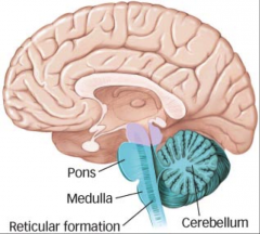 Attentional system:

Projects to thalamus which then projects to higher regions

Damage = coma