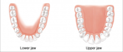 2.1.2.3: 2 incisors
             1 canine
              2 premolars
               3 molars