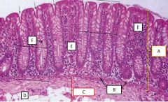 Mucosa of the large intestine