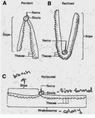 Graptolites Anatomy