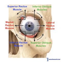 muscle                          antagonist
medial rectus               lateral rectus
lateral rectus                medial rectus
superior rectus            inferior rectus
inferior rectus              superior rectus
superior oblique        ...
