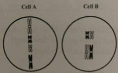 The figure shows two diploid cells with two homologous chromosomes.  Cell A is at the ________phase of ____________.  Cell B is undergoing the same phase of ____________.