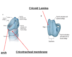 what does the cricoid cartilage attach to the superolateral surface and the lateral surface?