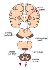 ~1 million fibers (~90% contralateral and ~10% ipsilateral) 


 


The motor cortex sends out a signal along the pyramidal tract then that travels through the brainstem (pyramids of the brainstem and into the spinal cord), then to the spinal...