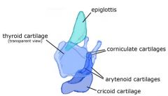 what shape are the arytenoid cartilages and what does the apex and vocal and muscular process articulate with?