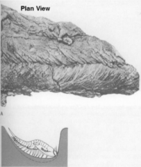 ICHNOFOSSILS


Cruziana Ichnofacies (Shallow Shelf)


    Cruziana


 


Trilobites hypothesized to be responsible for creating