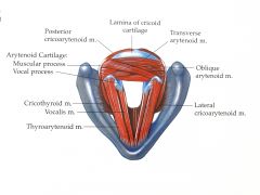 cricothyroid


posterior cricoarytenoid


lateral cricoarytenoid


vocalis