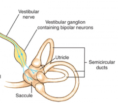 vestibular (scarpa's) ganglion 