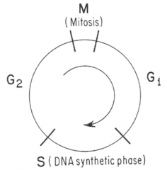 M = mitosis


S= DNY syn. phase


G= gaps