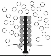Ribbon synapses all ready vesicles to attach to it and they stack upwards. This allows for the creation of big big pools. 