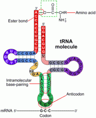 על הtRNA ישנו איזור הנקרא Anti-codon הספציפי לחומצה אמינית, איזור אחר (קצה 3' עם רצף CCA) הוא האיזור שקושר חומצה אמינית.
הtRNA מזהה את הקודון הנמצא על...