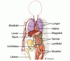 Olika vävnader kan bygga up organ, 
magsäcken är ett organ som består av bl.a. nervvävnad, muskelvävnad och epitelvävnad