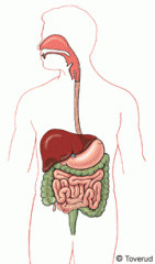 munnen (saliv), 
matstrupen, 
magsäcken, 
tarmarna, 
levern och bukspottkörteln.