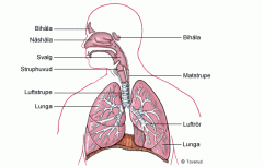 Lungorna och det "rörsystem" som gemensamt kallas luftvägarna.