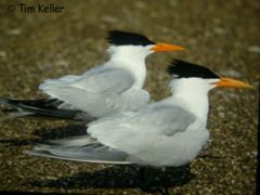 Gulls


Terns