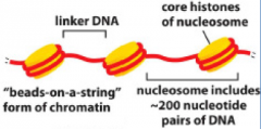 הנוקליאוזום מורכב מכ-200 זוגות בסיסים (bp) שמתוכם 147bp מלופפים סביב אוקטמר של היסטונים ועוד כ-50bp הנקראים Linker DNA המחבר בין אוקטמר אחד לשני.