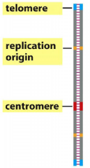 1. Replication origin (Ori)
2. Telomere
3. Centromere