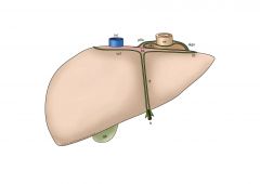 (i.e. Liver develops between the peritoneal layers of the ventral mesentery).