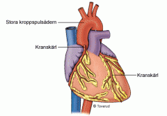 Hjärtmuskeln pumpar fram blodet i blodkärlen och muskler i blodkärlens väggar reglerar kärlens diameter och därmed blodets framkomlighet.