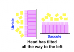 the saccule