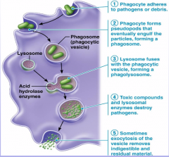 1) phagocyte adheres to pathogens or debris
2) pago forms pseudopods that then engulf the particles, forming a phagosome
3) lysosome fuses with the phagocytic vesicle, forming a phagolyososome
4) toxic componds and lyusomeal enzymes destroy pathog...