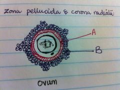 identify the layers A and B around ovum.