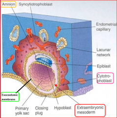 extraembryonic mesoderm