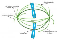 1.kinetochore microtubules - נקשרים לצנטרומר בחלבוני הקינטוכור. אחראים להיפרדות הכרומטידות האחיות.
2.    Interpolar microtubules- נקשרים  אחד לשני מכל צנטרומר וד...