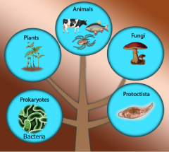 Animal Kingdom
Fungi Kingdom
Plant Kingdom 
Prokaryote  Kingdom
Protist Kingdom