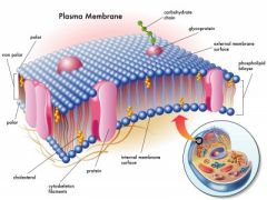 Thành phần cấu trúc của màng tế bào gồm lớp phospholipid kép và protein. 
     + Lớp phospholipid: làm nên tính động của màng.
     + Các phân tử protein: làm nên tính khảm của màng.
