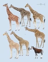 The okapi species related to the giraffe.
