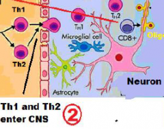 Th1 and Th2 cells