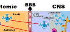 Activated B:
-enter the CNS
-become plasma cells
-produce antibodies against myelin sheath
-activate the complement system
-cause inflammation / demyelination