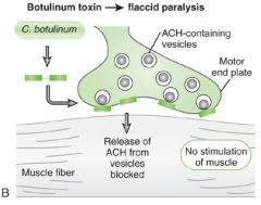 1. A-B type 2. Neurotoxin 3. Blocks release of ACh at cholinergic synapses, leading to flaccid paralysis