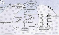 NADPH oxidase; superoxide