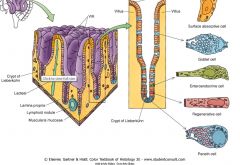 (1) Small and large bowel.
(2) Skin (basal layer stem cells)
(3) Marrow
