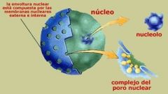 Función y estructura de la membrana nuclear