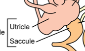 Part of the inner ear involved in equilibrium that has receptors with linear motion and static head position. Have the untricle and saccule. Has gelatin with otoliths on top of sensory hairs.