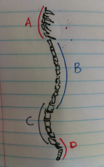 Identify the curvature in the image as primary (concave) or secondary (convex) for different parts of vertebral column.