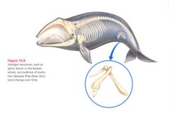 Vestigal: when a structure of an organism is reduced in size/function of a comparable structure from another species.( purpose is minimized or no longer needed)
i.e. pelvis and femur bone in a whale