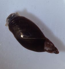 Which freshwater snail is this?