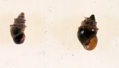 Which freshwater snail genera do these belong to?