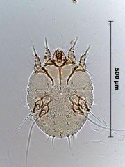 Name this mite