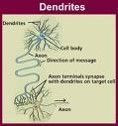 Typically short, tapering and highly branched

dendrites receive information from another neuron, or body structure such as muscle, gland or surface